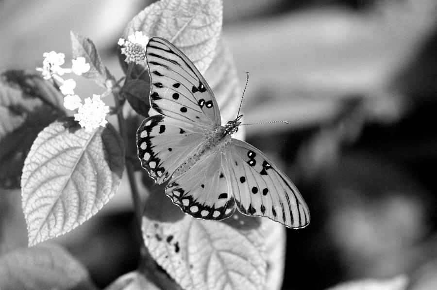 Gulf Fritillary Butterfly Grayscale Photograph by David Weeks