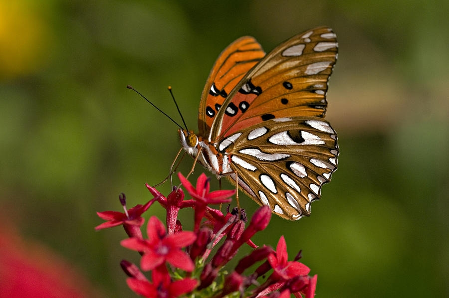Gulf Fritillary Butterfly (Agraulis vanillae) nectaring on Penta Flowers, Fort Myers, Florida, USA Photograph by Ed Reschke