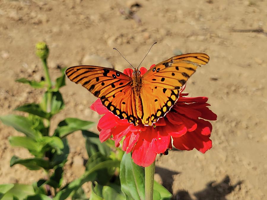 Gulf Fritillary Butterfly  Photograph by Ally White