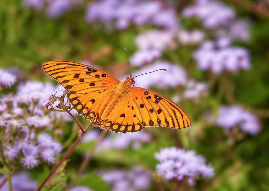 Gulf Fritillary Butterfly Photograph by Bill Chambers
