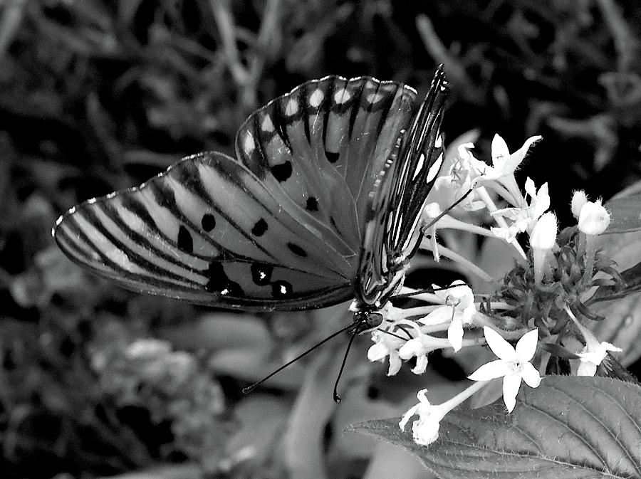 gulf fritillary  Butterfly Black And White  Photograph by Christopher Mercer