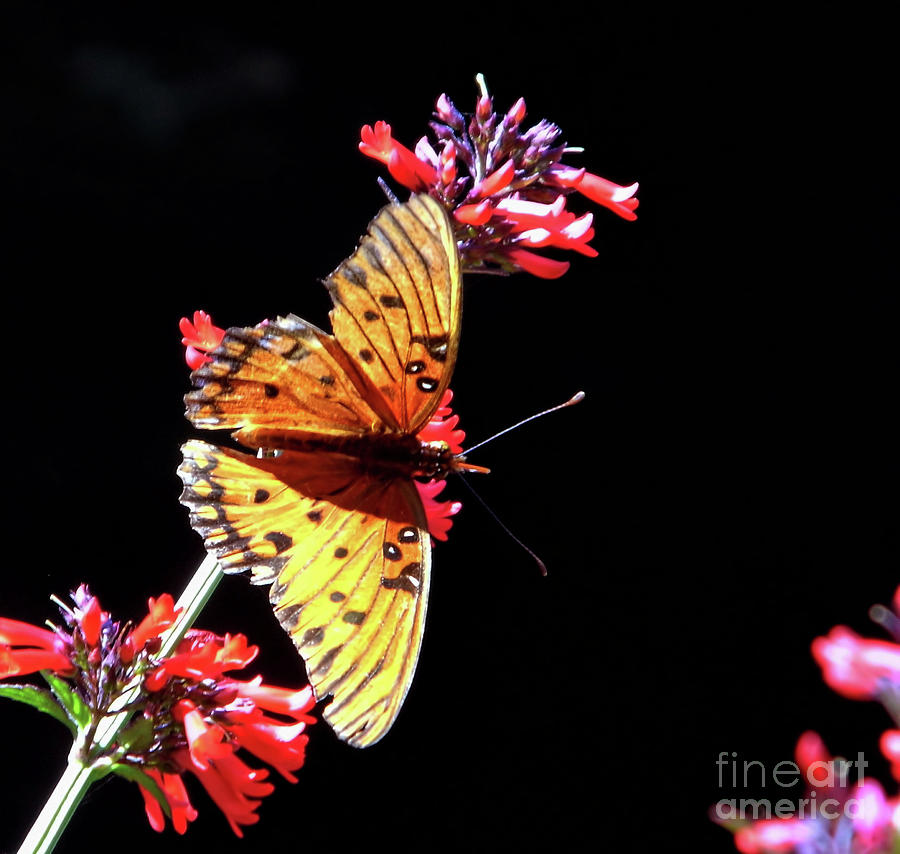 Gulf Fritillary Butterfly Photograph by D Hackett