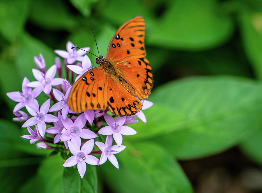 Gulf Fritillary Butterfly Photograph by Debra Kewley