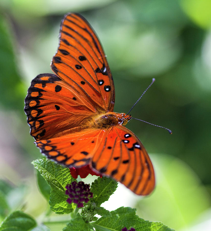 Gulf Fritillary Butterfly In All It's Glory Photograph By Kathy Clark ...