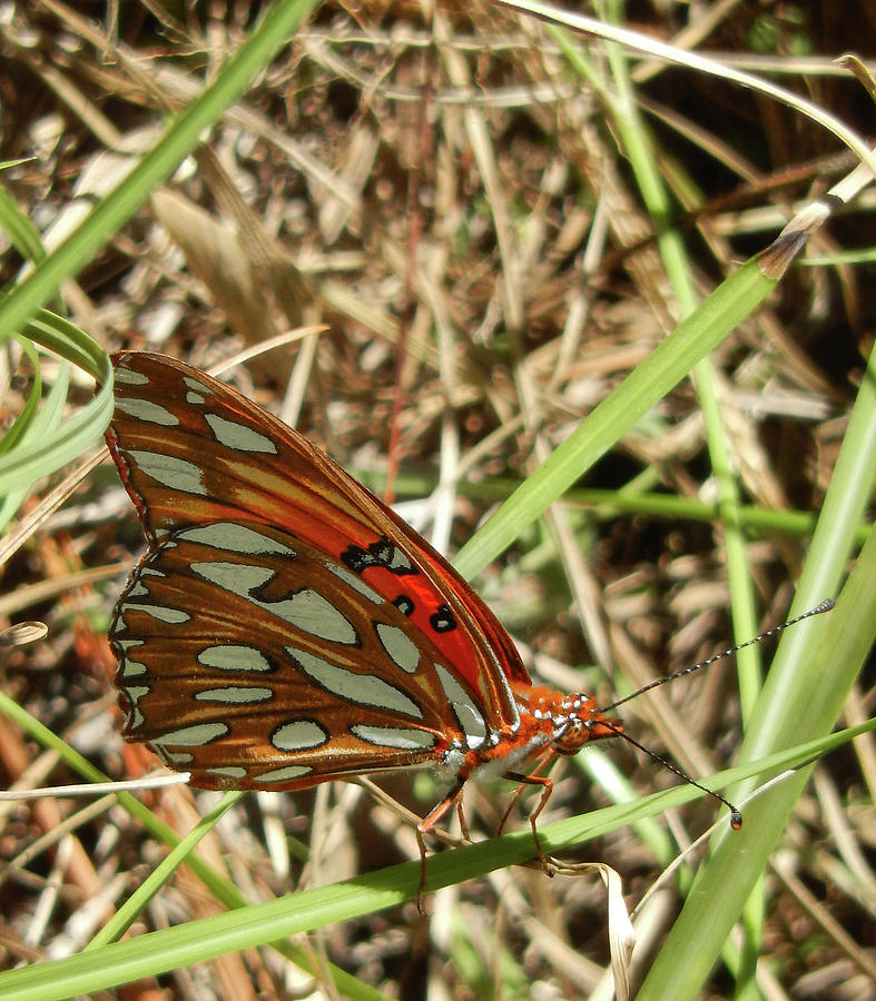 Butterfly Photograph - Gulf Fritillary Butterfly by Phil And Karen Rispin