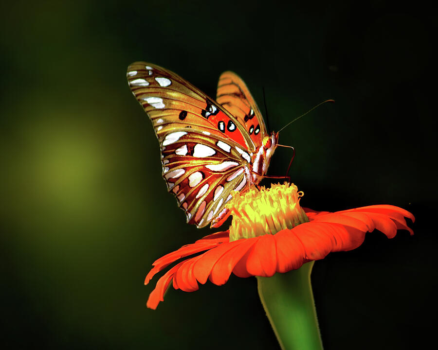 Gulf Fritillary Butterfly Photograph by Mark Andrew Thomas