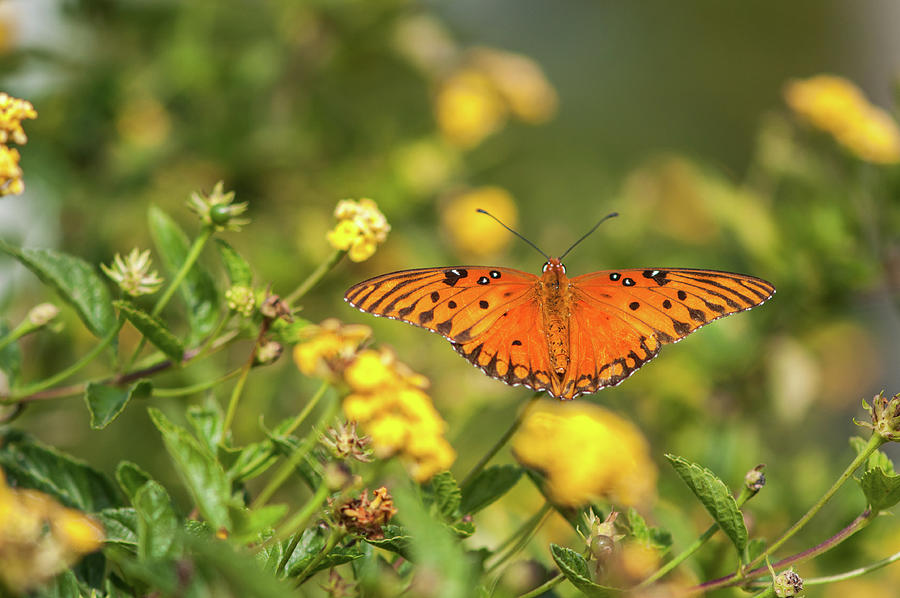 Gulf Fritillary Butterfly Photograph by Rob Hemphill