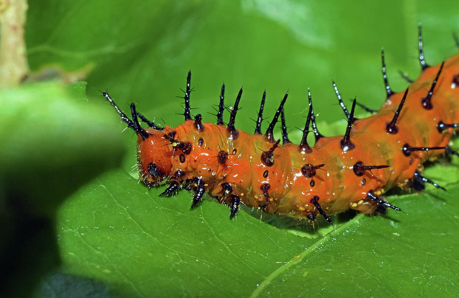Gulf Fritillary Caterpillar Photograph by Larah McElroy