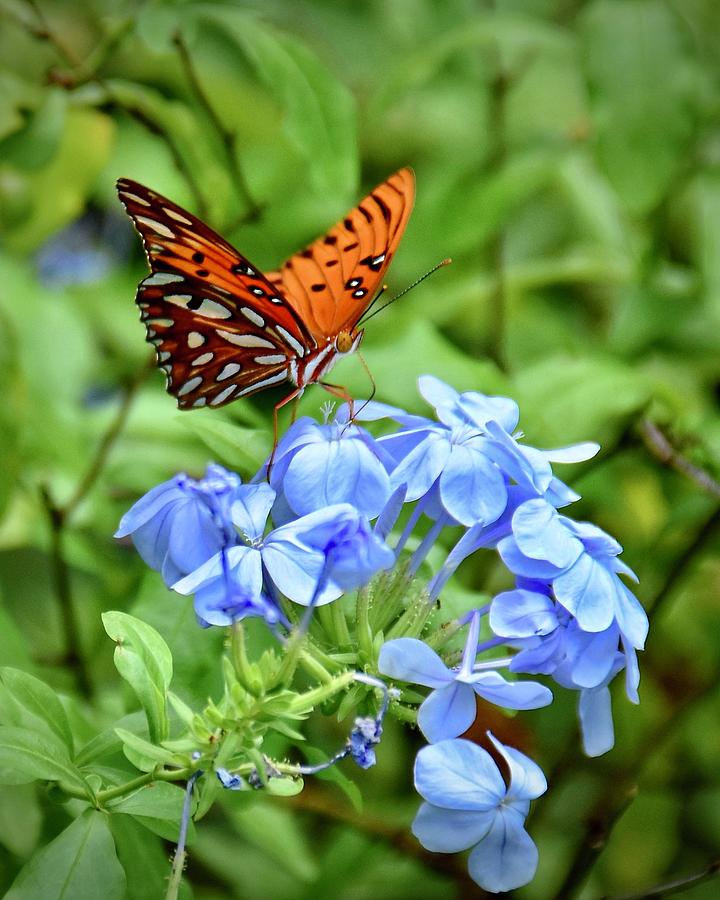 Butterfly Photograph - Gulf Fritillary Enjoying the Nectar of a Plumbago Flower by Carol Bradley