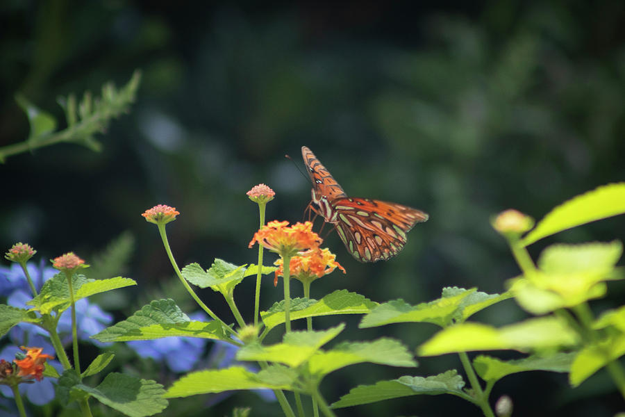 Butterfly Photograph - Gulf Fritillary Follies II by Suzanne Gaff
