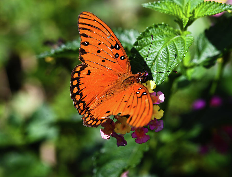 Gulf Fritillary Photograph by Katy L - Fine Art America