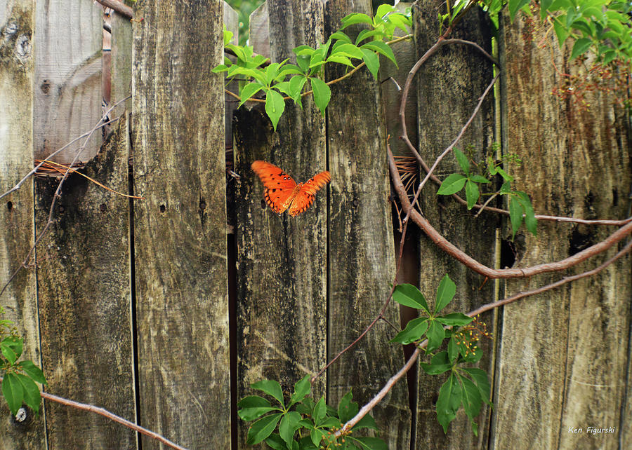 Gulf fritillary Painting by Ken Figurski - Fine Art America