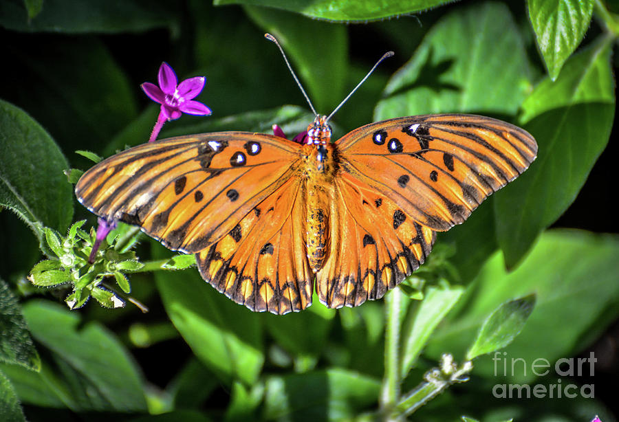 Gulf Fritillary Photograph by Kevin Fortier