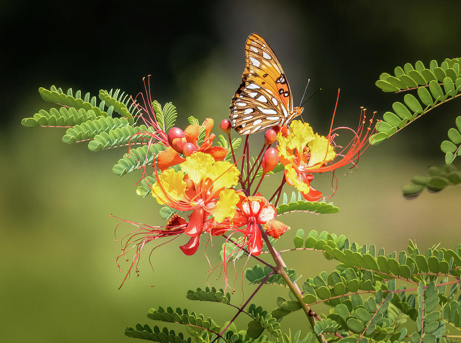 Gulf Fritillary Photograph by Morey Gers - Fine Art America