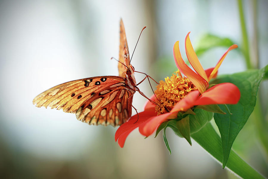 Gulf Fritillary on Mexican Sunflower Photograph by Stamp City