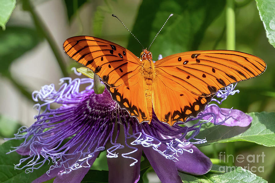 Gulf Fritillary on Passionflower Photograph by Gary Holmes