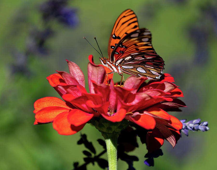 Gulf Fritillary on Red Photograph by Jim Miller