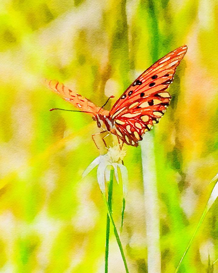 Gulf Fritillary Watercolor Photograph by Susan Rydberg - Pixels