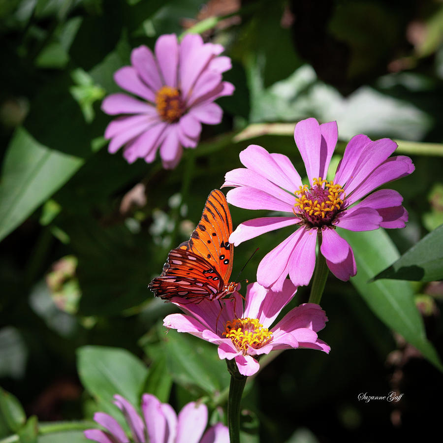 Gulf Fritillary Butterfly Photograph by Suzanne Gaff