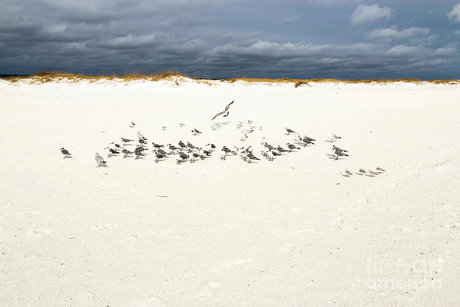 Gulf Islands National Seashore Two Photograph by Veronica Batterson