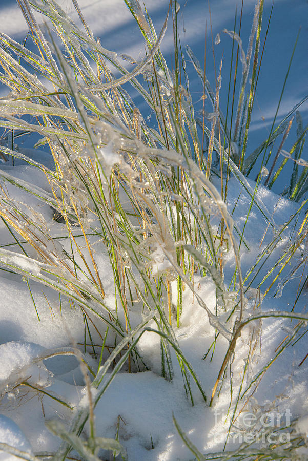 Gulf Muhly Grass Ice and Snow Mix Photograph by Bob Phillips