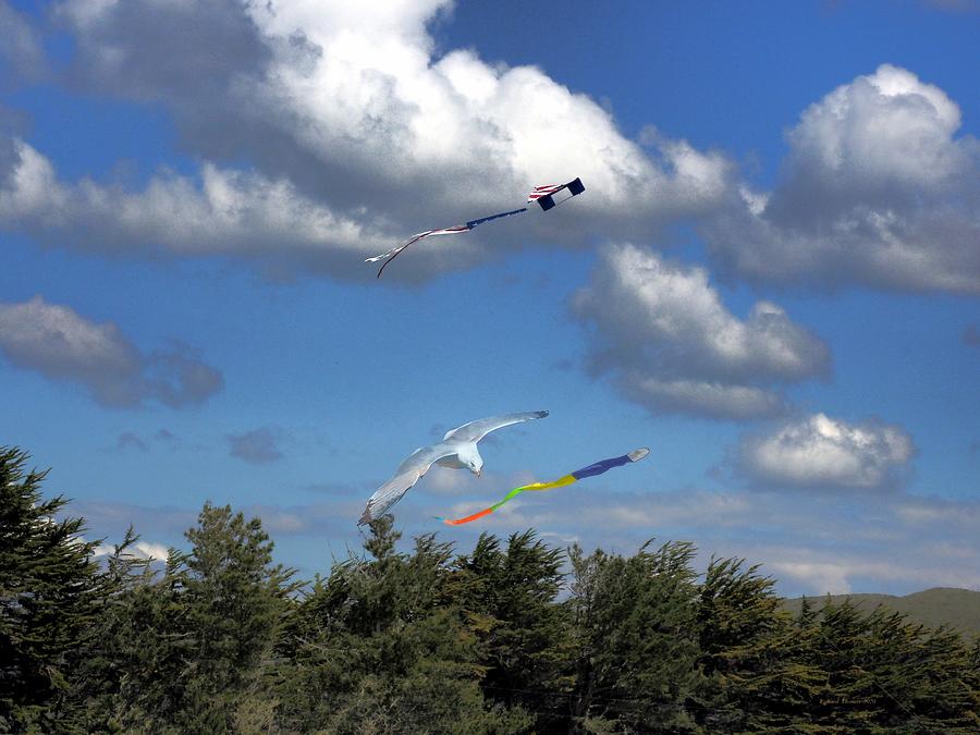 Gull and Kites Photograph by Richard Thomas