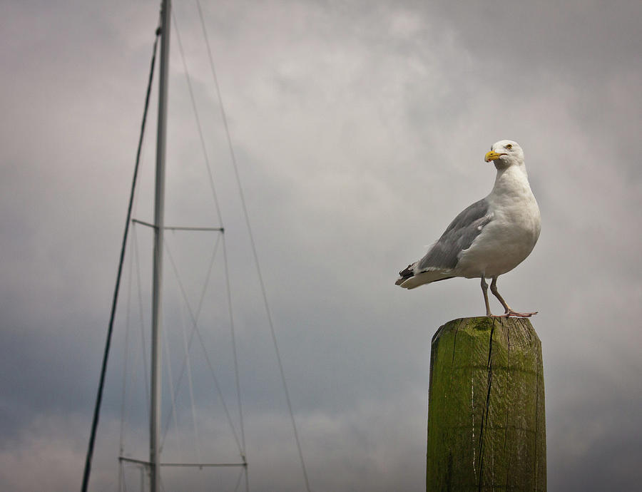 Gull And Mast Wickford Photograph by Dave Morin Fine Art America