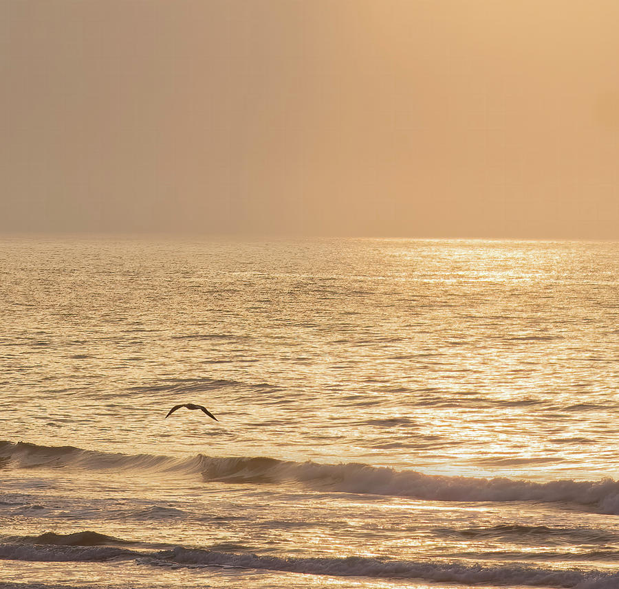 Gull And Sun On Gulf Coast Photograph by Jim Wilce
