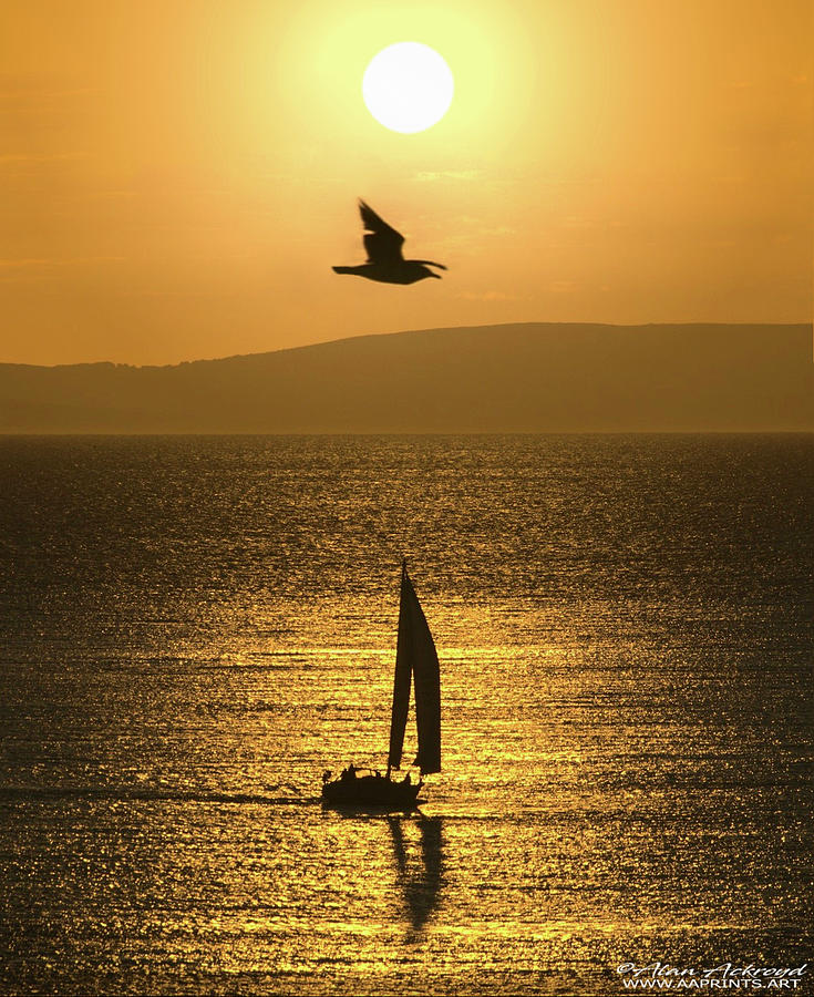 Gull and Yacht at sunrise near Weymouth Photograph by Alan Ackroyd