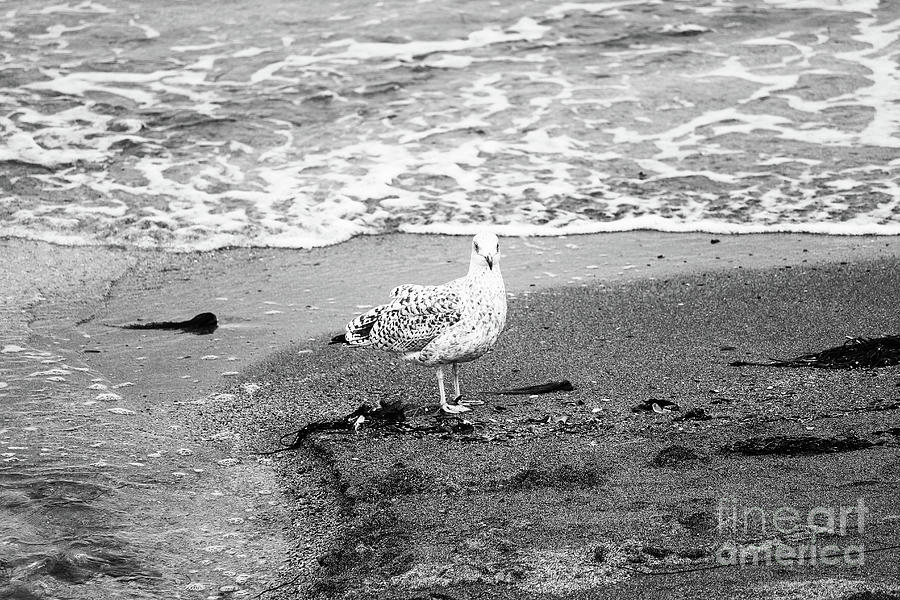 Gull at Beach bw Crawfordsburn Photograph by Eddie Barron