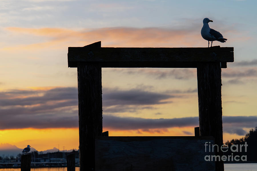 Gull At Sunrise Photograph