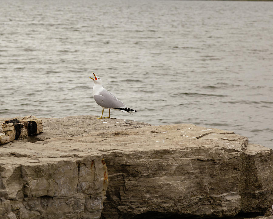 Gull calling over a rock Photograph by SAURAVphoto Online Store