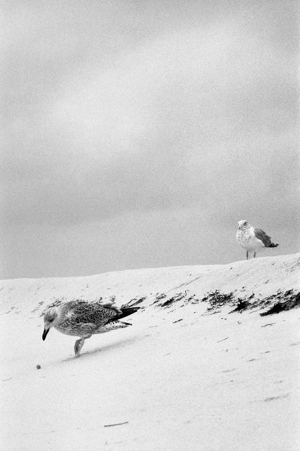 Gull Chasing an Object, Island Beach State Park, NJ Photograph by Stephen Russell Shilling