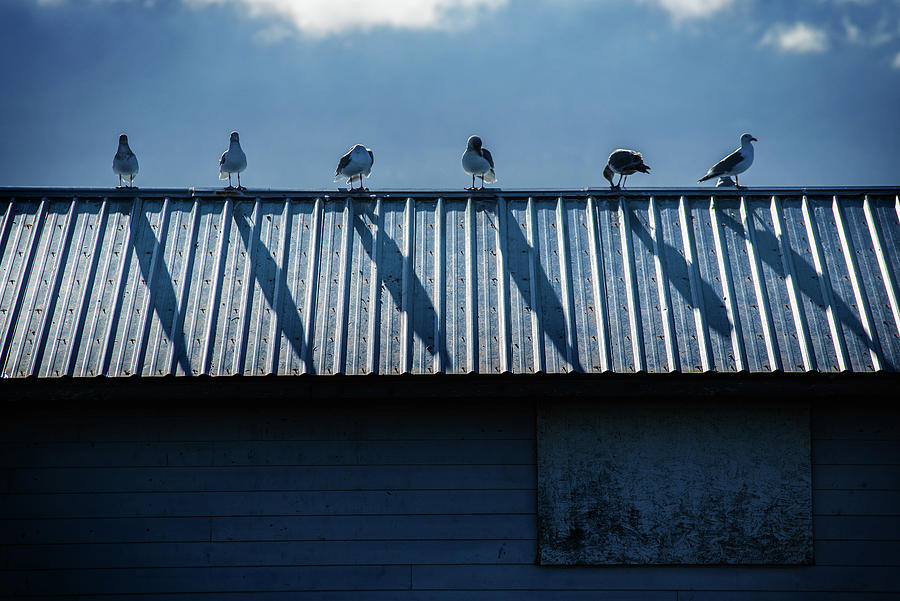 Gull Chorus Line Photograph by Bud Simpson