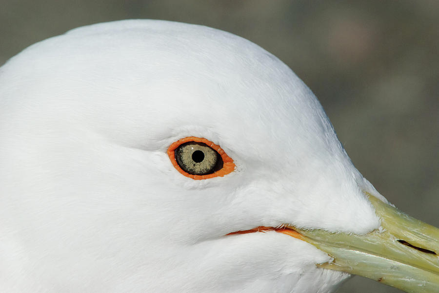 Gull close-up Photograph by Jan Luit