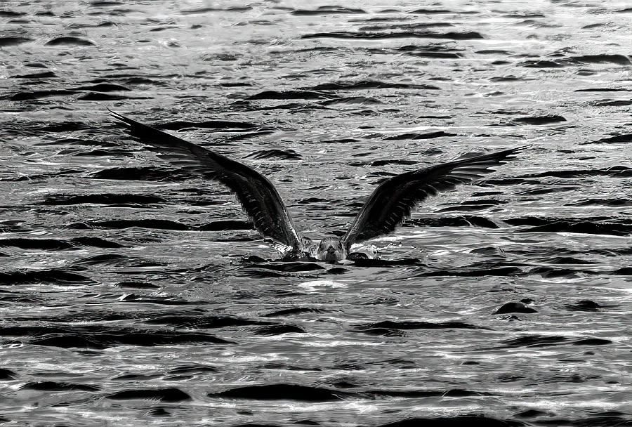 Gull emerging from a dive Photograph by Ronnie Roberts - Fine Art America