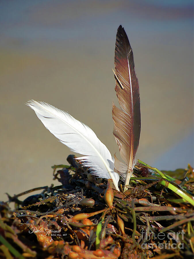 Gull Feathers In Seaweed Photograph by Robin Amaral - Fine Art America