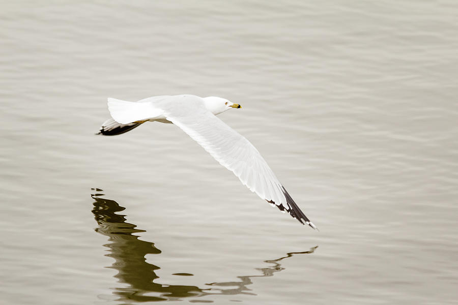 Gull flies over water Photograph by SAURAVphoto Online Store