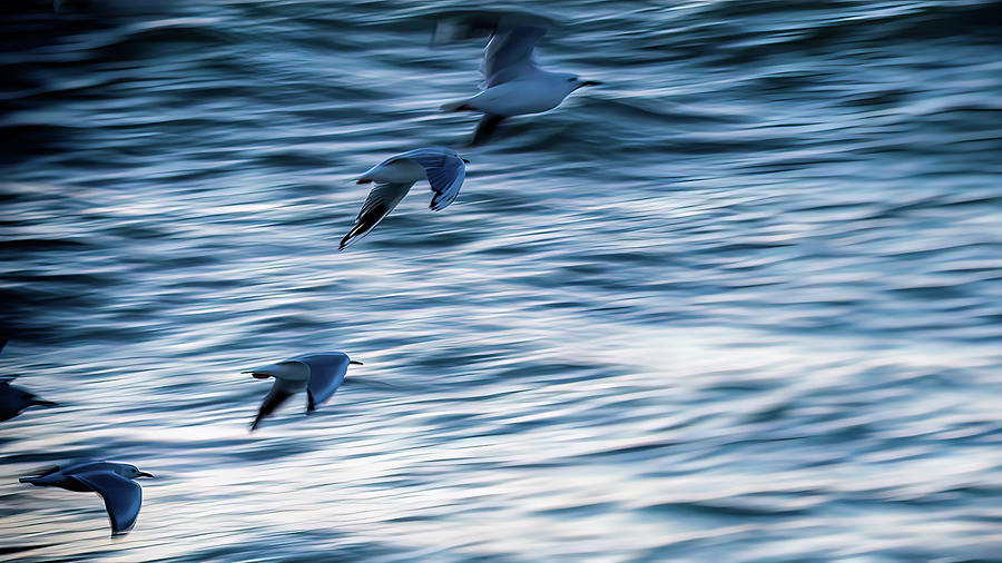 Gull flight Photograph by Johannes Brienesse
