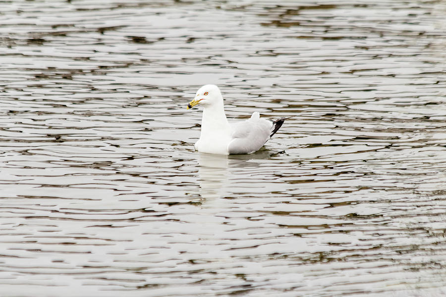 Gull floats on water Photograph by SAURAVphoto Online Store