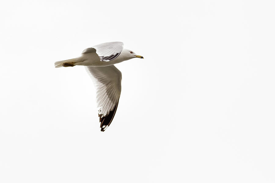 Gull flying Photograph by SAURAVphoto Online Store