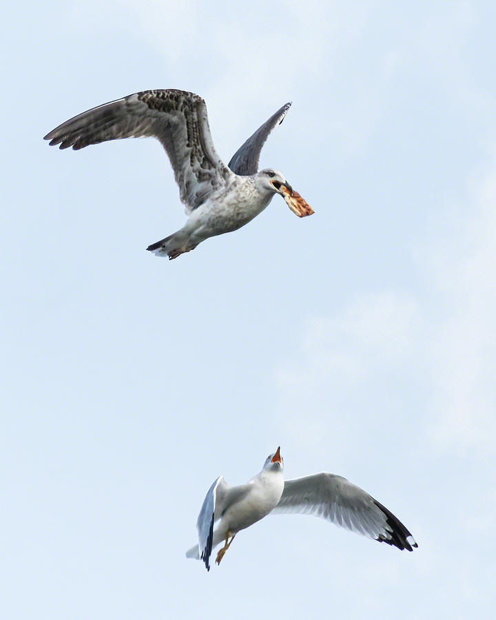 Gull Food Pursuit II Photograph by Dawn Currie