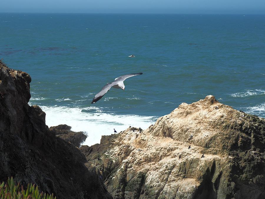 Gull Gliding Through Photograph
