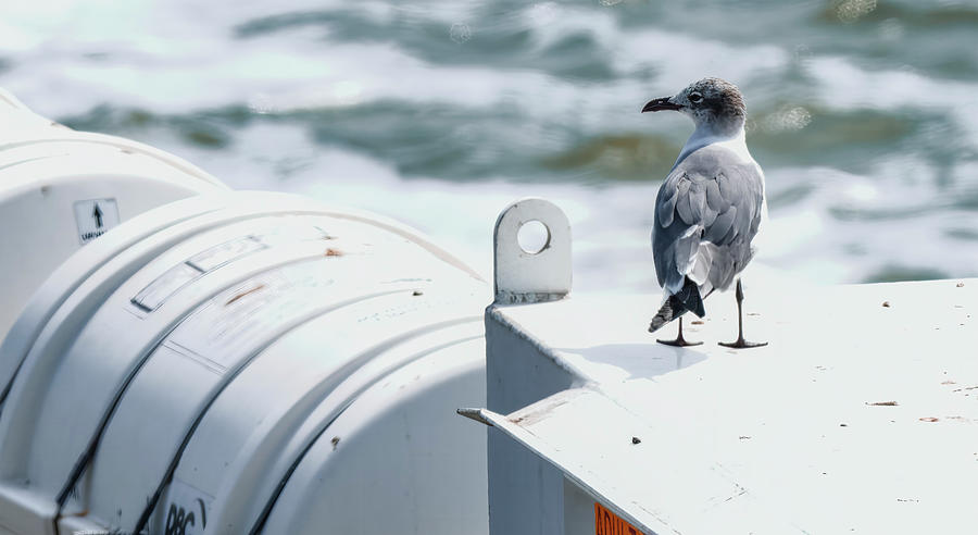 Gull Hitching Ride On Ferry Photograph by Jim Wilce