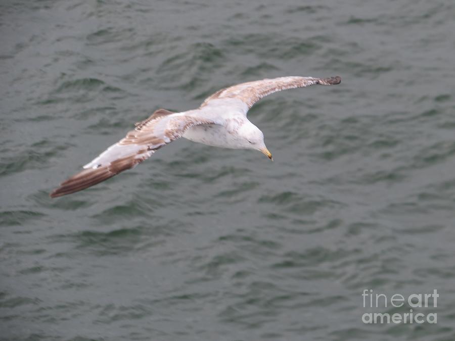 Gull in Flight Photograph by World Reflections By Sharon