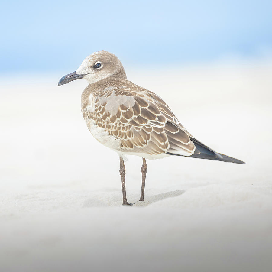 Gull In The Sand Florida Emerald Coast Photograph by Jordan Hill