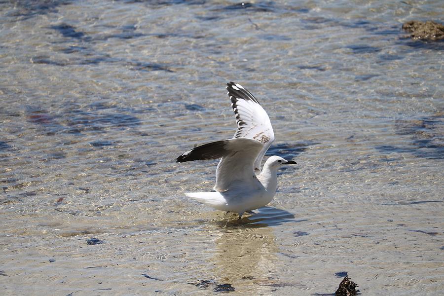 Gull In The Shallows Photograph