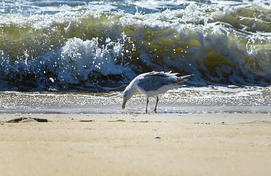 Gull in the Surf Photograph by Steven Nelson