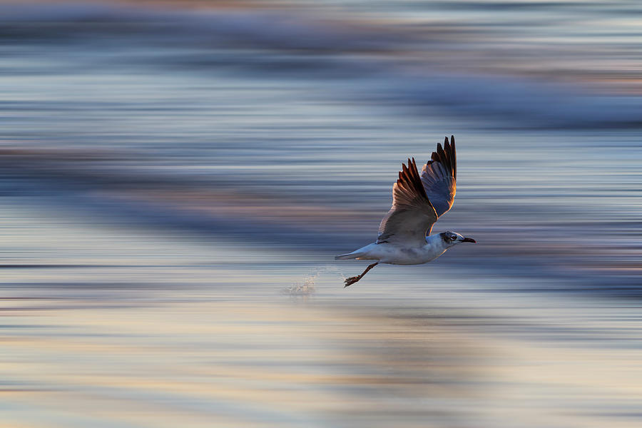 Gull Jump - Blur Photograph by Patti Deters