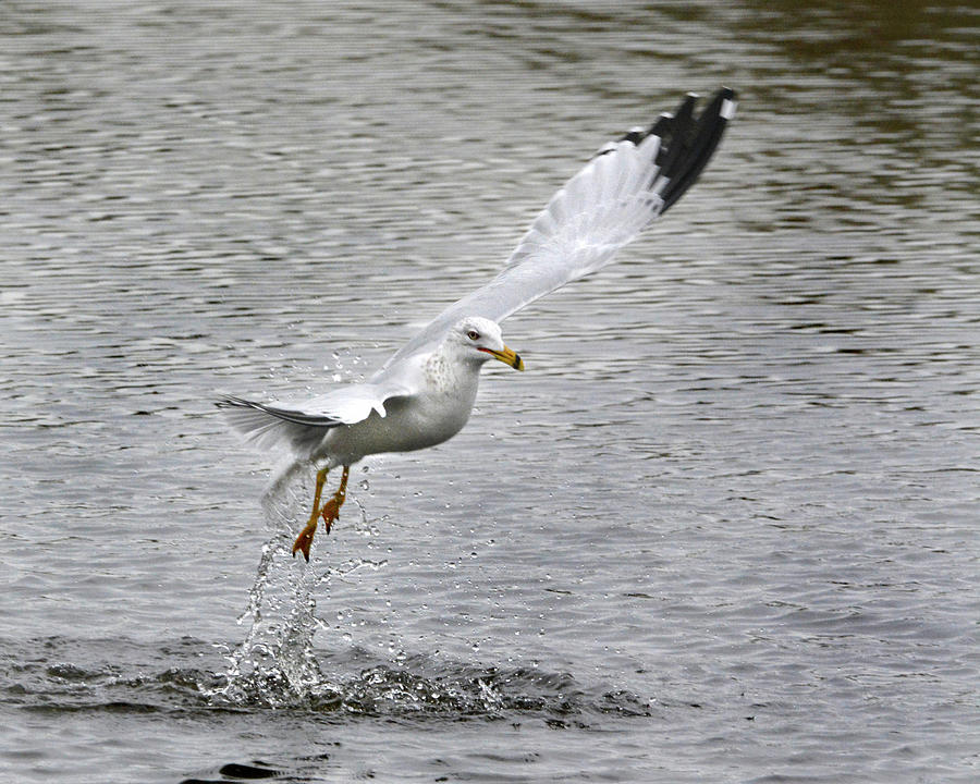 Gull Jumping Out of the Water Photograph by Jerry Griffin